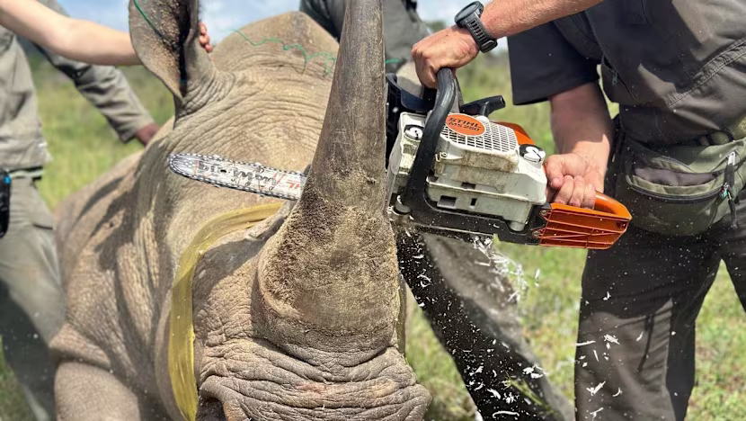 A rhinoceros being dehorned in South Africa as a prevention measure against poaching. (Photo: WWF South Africa)